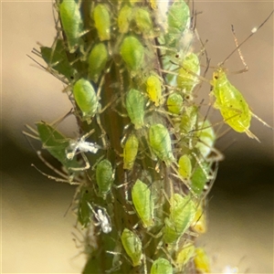 Aphididae (family) at Dickson, ACT - 13 Oct 2024