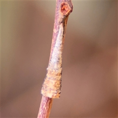 Machaerotinae sp. (family) at Dickson, ACT - 13 Oct 2024