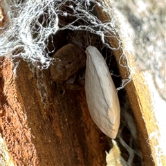 Isopeda canberrana (Canberra Huntsman Spider) at Dickson, ACT - 13 Oct 2024 by Hejor1