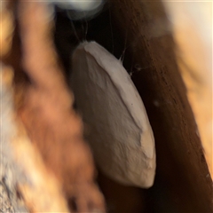 Isopeda canberrana at Dickson, ACT - 13 Oct 2024 03:33 PM