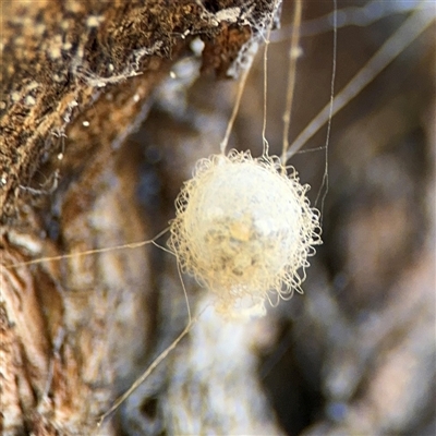 Australomimetus sp. (genus) (Unidentified Pirate spider) at Dickson, ACT - 13 Oct 2024 by Hejor1