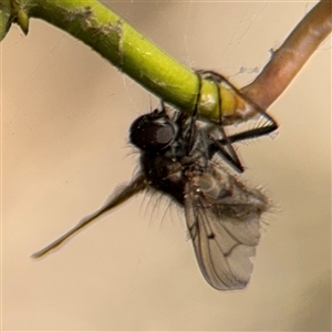 Helina sp. (genus) at Dickson, ACT - 13 Oct 2024