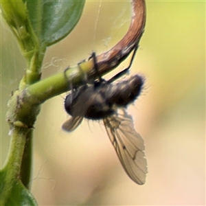 Helina sp. (genus) at Dickson, ACT - 13 Oct 2024