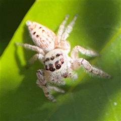 Opisthoncus polyphemus (Cyclops jumping spider) at Dickson, ACT - 13 Oct 2024 by Hejor1