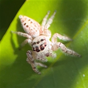 Opisthoncus polyphemus at Dickson, ACT - 13 Oct 2024