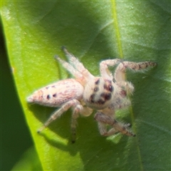 Opisthoncus polyphemus at Dickson, ACT - 13 Oct 2024