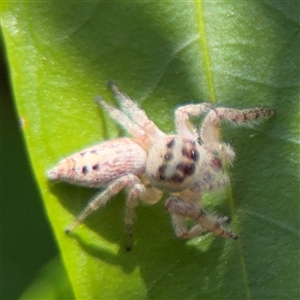 Opisthoncus polyphemus at Dickson, ACT - 13 Oct 2024