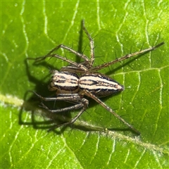 Oxyopes sp. (genus) (Lynx spider) at Dickson, ACT - 13 Oct 2024 by Hejor1