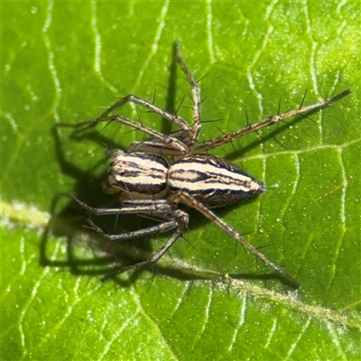 Oxyopes (genus) (Lynx spider) at Dickson, ACT - 13 Oct 2024 by Hejor1