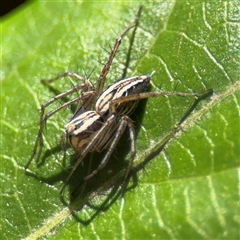 Oxyopes sp. (genus) at Dickson, ACT - 13 Oct 2024 01:38 PM