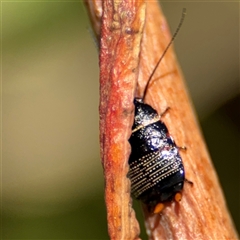 Ellipsidion australe (Austral Ellipsidion cockroach) at Dickson, ACT - 13 Oct 2024 by Hejor1