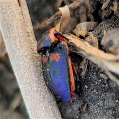 Scutiphora pedicellata (Metallic Jewel Bug) at Dickson, ACT - 13 Oct 2024 by Hejor1