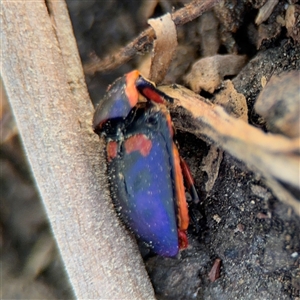 Scutiphora pedicellata at Dickson, ACT - 13 Oct 2024