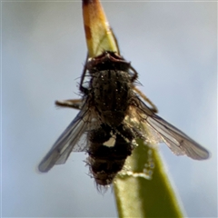 Diptera (order) (Fly - Unidentified) at Dickson, ACT - 13 Oct 2024 by Hejor1