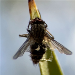 Diptera (order) at Dickson, ACT - 13 Oct 2024 01:23 PM