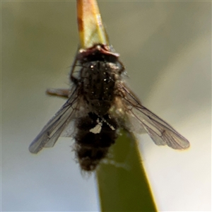 Diptera (order) at Dickson, ACT - 13 Oct 2024