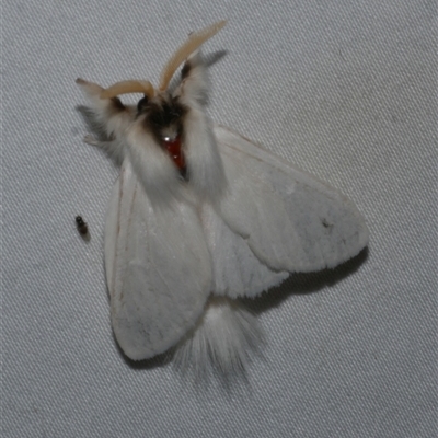 Trichiocercus sparshalli (Sparshall's Moth) at Freshwater Creek, VIC - 19 Feb 2021 by WendyEM