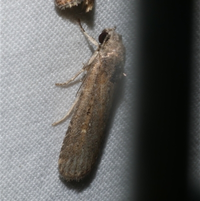 Athetis tenuis (Plain Tenuis Moth) at Freshwater Creek, VIC - 18 Feb 2021 by WendyEM