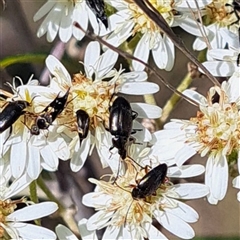 Mordellidae (family) (Unidentified pintail or tumbling flower beetle) at Hackett, ACT - 13 Oct 2024 by abread111