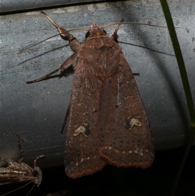 Diarsia intermixta (Chevron Cutworm, Orange Peel Moth.) at Freshwater Creek, VIC - 19 Feb 2021 by WendyEM