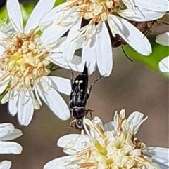 Mordellidae (family) (Unidentified pintail or tumbling flower beetle) at Hackett, ACT - 13 Oct 2024 by abread111