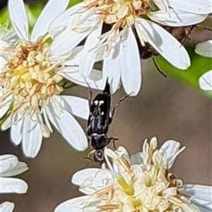 Mordellidae (family) at Hackett, ACT - 13 Oct 2024