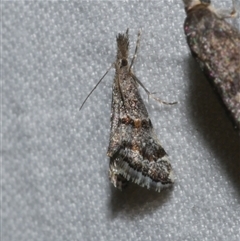 Microchilo gelastis (a Crambid moth (Crambinae)) at Freshwater Creek, VIC - 18 Feb 2021 by WendyEM