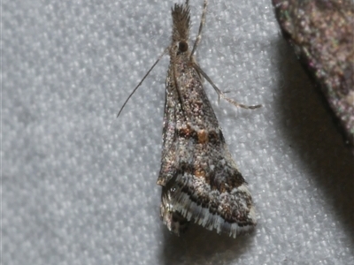 Microchilo gelastis (a Crambid moth (Crambinae)) at Freshwater Creek, VIC - 18 Feb 2021 by WendyEM