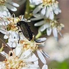 Eleale simplex at Hackett, ACT - 13 Oct 2024 03:31 PM