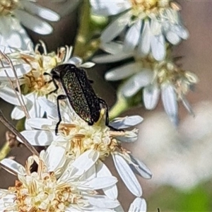 Eleale simplex at Hackett, ACT - 13 Oct 2024 03:31 PM