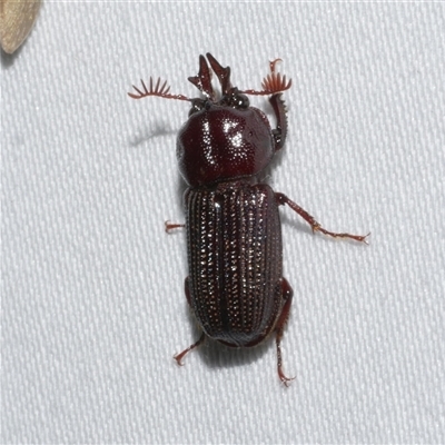 Syndesus cornutus (Stag beetle) at Freshwater Creek, VIC - 18 Feb 2021 by WendyEM