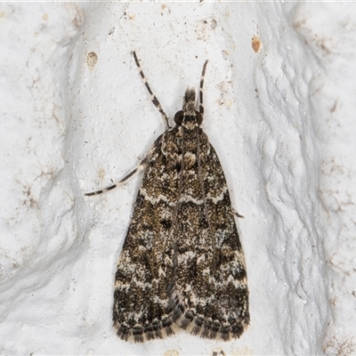 Eudonia epicryma (A Crambid moth (Spilomelinae)) at Melba, ACT - 13 Oct 2024 by kasiaaus