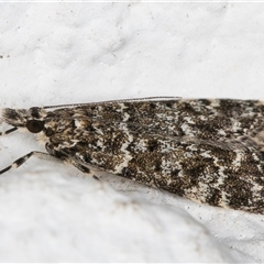 Eudonia epicryma at Melba, ACT - 13 Oct 2024