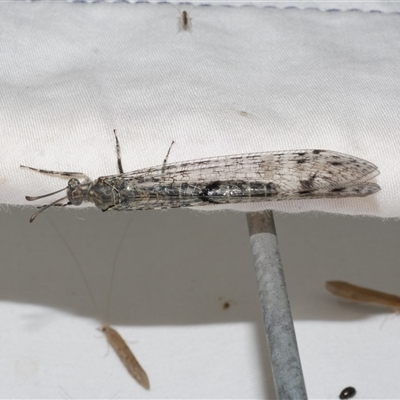 Bandidus canifrons (An Antlion Lacewing) at Freshwater Creek, VIC - 18 Feb 2021 by WendyEM