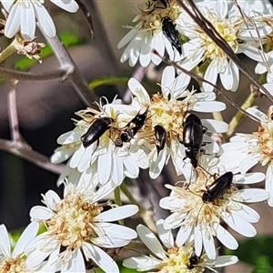 Mordellidae (family) at Hackett, ACT - 13 Oct 2024