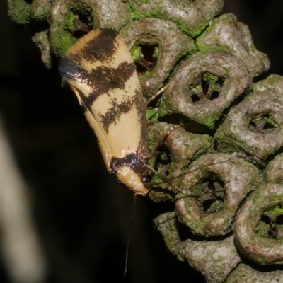 Olbonoma triptycha (Chezela Group) at Freshwater Creek, VIC - 19 Feb 2021 by WendyEM