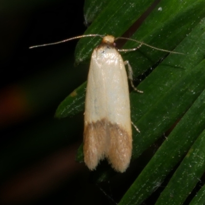 Tachystola stenoptera (Chezela Group) at Freshwater Creek, VIC - 19 Feb 2021 by WendyEM