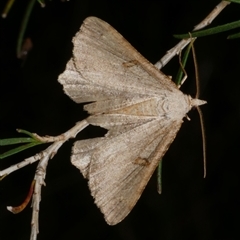 Dissomorphia australiaria (Dashed Geometrid, Ennominae) at Freshwater Creek, VIC - 19 Feb 2021 by WendyEM