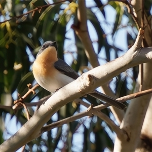 Myiagra rubecula at Tharwa, ACT - 11 Oct 2024