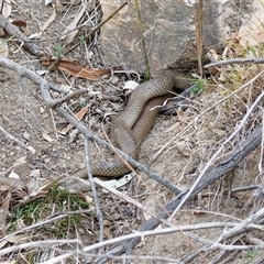 Pseudonaja textilis (Eastern Brown Snake) at Tharwa, ACT - 11 Oct 2024 by RomanSoroka