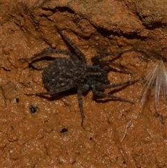 Lycosidae (family) (Unidentified wolf spider) at Freshwater Creek, VIC - 19 Feb 2021 by WendyEM