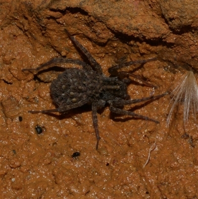 Lycosidae (family) (Wolf spider) at Freshwater Creek, VIC - 19 Feb 2021 by WendyEM