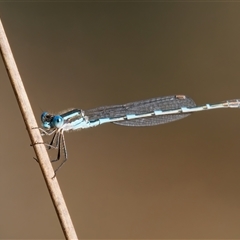 Austrolestes leda (Wandering Ringtail) at Chisholm, ACT - 10 Oct 2024 by RomanSoroka