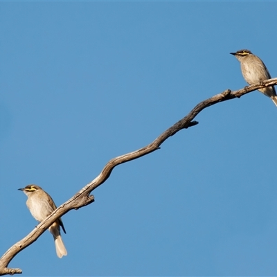 Caligavis chrysops (Yellow-faced Honeyeater) at Richardson, ACT - 10 Oct 2024 by RomanSoroka