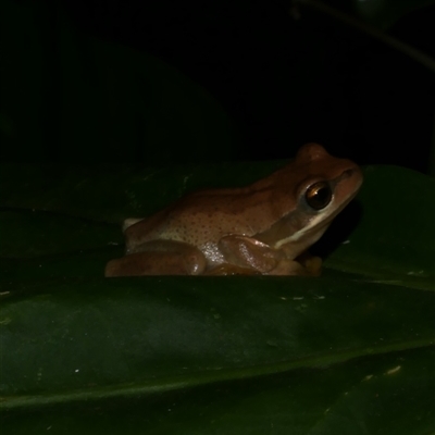 Litoria ewingii (Ewing's Tree Frog) at Freshwater Creek, VIC - 19 Feb 2021 by WendyEM