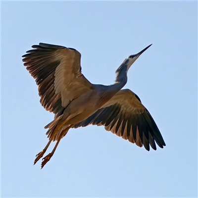 Egretta novaehollandiae (White-faced Heron) at Symonston, ACT - 28 Sep 2024 by RomanSoroka