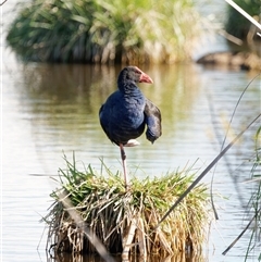 Porphyrio melanotus (Australasian Swamphen) at Fyshwick, ACT - 1 Oct 2024 by RomanSoroka