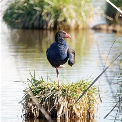 Porphyrio melanotus (Australasian Swamphen) at Fyshwick, ACT - 1 Oct 2024 by RomanSoroka