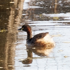 Tachybaptus novaehollandiae (Australasian Grebe) at Fyshwick, ACT - 1 Oct 2024 by RomanSoroka