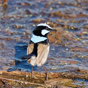 Malurus cyaneus at Fyshwick, ACT - 1 Oct 2024